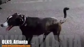 Highest Distraction for a Pup EVER! | Collie Mix | Dog Training Atlanta