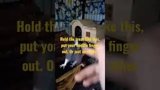 How to train your pet rat to boop your finger