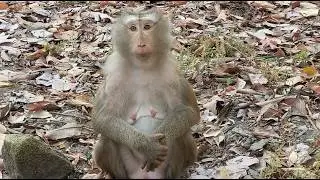 Watch video beautiful pregnancy monkey Libby feels hungry waiting mango and her kids💖