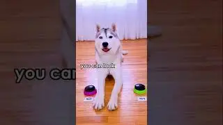 Dog Answers Fan Questions Using Talking Buttons! (Does she like it when I pet other dogs?)