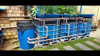 AQUAPONIA DO LODI(PARTE 1)ATUALIZAÇÃO-