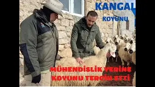ELEKTRONİKTEN VETERİNERLİĞE UZANAN YOL | KANGAL KOYUNU 1 | SİVAS
