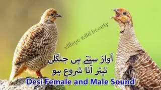 Jungle me Lagany wali Awaz | Desi Female and Male Partridge Hunting Sound | Jungle Female Sound