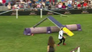 Dog Sports: Small Dog Agility Competition
