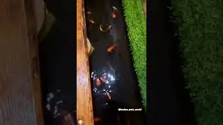home made...diy goldfish & koi pond at home...#goldfishunion  #koifish #mumbai