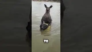 Kangaroos' Deadly Defense: Drowning Predators in Water!