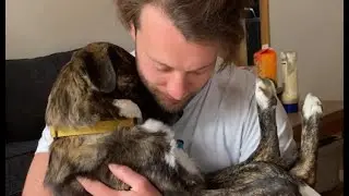 Rescue dog is obsessed with dad