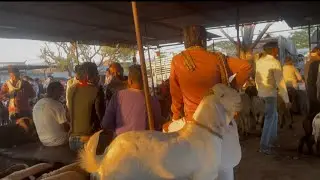 Rajasthan Ajmer bakra mandi 20/12/2025 shaniwar market ajmer    Us goat farm 17