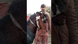 Pure Nagra Daba Goat 🐐 | Strong Body | Heavy Desi Breed 🔥#youtubeshorts #goat #animals#goatfarming