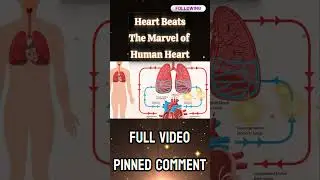 Heartbeat: The Marvel of the Human Heart #humanheart #heartfunction #heartsecrets #rythmic #heart