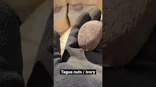 Tagua Nut/ South America&rsquo;s Vegetable Ivory (Vegan, Sustainable/ ivory/ wood turning ivory