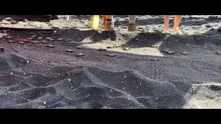 Rare Hawksbill sea turtle hatchlings on Hawaii black sand beach #babyturtles #bigisland #hatchlings