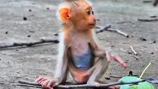 A baby monkey with unusual behavior.