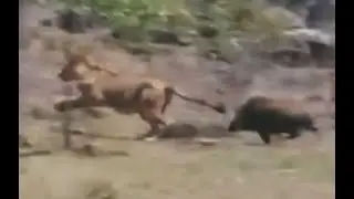 African Bush Pig Chases Male Lion