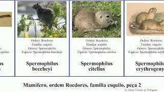 Mam&iacute;fero, ordem Roedores, fam&iacute;lia esquilo, pe&ccedil;a 2 spermophilus sciurus urocitellus sundasciurus