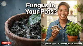 The Ultimate Guide to Fungal Disease, Watering, And Soil