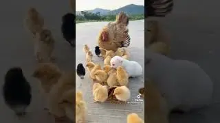 Милая подборка животных 4