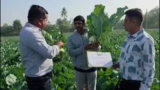Hybrid Cauliflower 