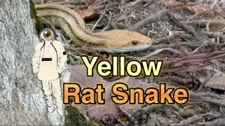 Yellow Rat Snake