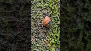 Saving the Partula Snail: A Success Story from the Akron Zoo