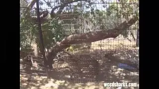 Shark attacking with the WeedShark&reg;