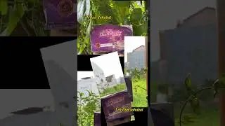 Teh Dua Sahabat dari agriseta Unisma