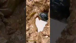 Diy Snake trap fishtechnology - learning to fish  best trap snake #short