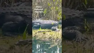 BABY GATORS!!! #alligator #baby #babies #georgia