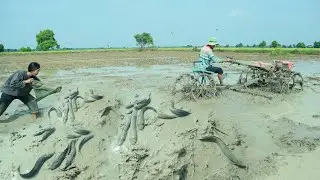 OMG! Fish a lot of catch in mud at the rice field a fisher woman catch by hand - Best hand fishing