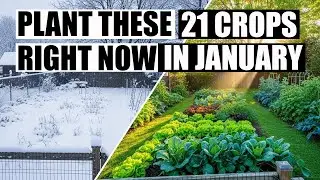 January Gardening 101: 21 Varieties to Start Now | Any USDA Zones