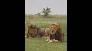These lions in the rain