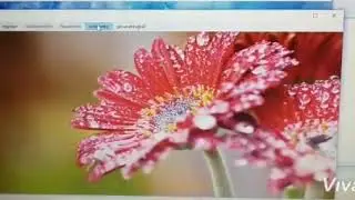 VB.Net project on Flower shop management