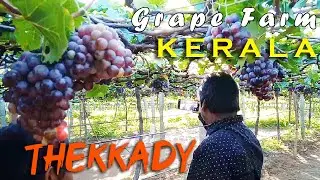 Amazing Grape Farm in Thekkady | Grape Farm in Thekkady | KERALA Tamilnadu Tourism