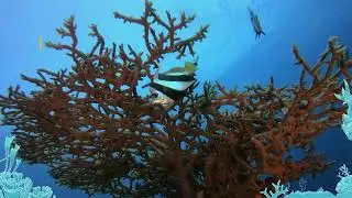 Introductory videos to marine biodiversity and Marine Protected Areas (MPAs) in the Maldives