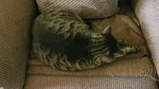 Baby Girl cat steals her Mama's chair then our feral Leo steals the show (mMc 1238)