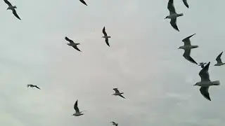 ZEEVOGEL VLIEGEN VOOR VOEDSEL|HAVFUGL, DER FLYVER FOR MAD|YEMƏK &Uuml;&Ccedil;&Uuml;N U&Ccedil;AN DƏNİZ Quşu