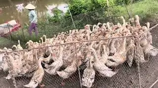 Full Video: Raising Ducks This Way Is Really Effective &ndash; Simple,Profitable, and Smart Farming System