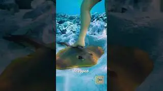 What happens when you step on a Stingray !! Knowledge. Fact