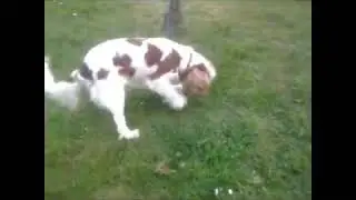 chien marrant