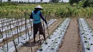 TRADITIONAL FARMING SKILLS: HOW FARMERS KEEP TOMATO PLANTS UPRIGHT WITH BAMBOO POLES!-agriculture