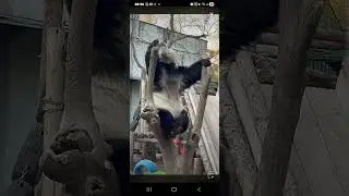 阿三看熊貓錄頻分享🐼 2月3號 小萌蘭日常活動時間