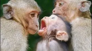 What happen why baby Timo open mouth like this| Poor baby cry silent call old mother.