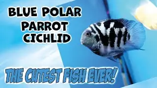 Blue Polar Parrot Cichlid part 1 - My favorite fish