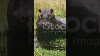 Hippopotamus Most aggressive animals