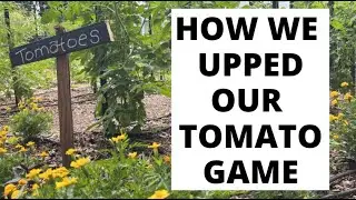 🍅🍅5 TIPS FOR GROWING THE BEST TOMATO GARDEN EVER!🍅🍅