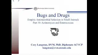 Small Animal Drugs and Bugs, Part 10: Actinomyces and Enterococcus