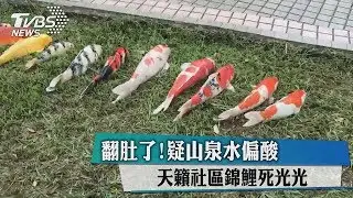 翻肚了！疑山泉水偏酸　天籟社區錦鯉死光光