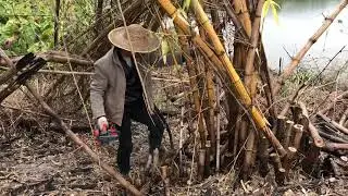 Cutting bamboo with chainsaw