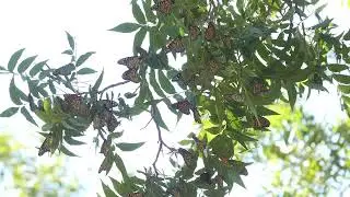 Gardendale, Texas monarch butterfly clusters in a pecan nut tree orchard Oct. 12, 2024