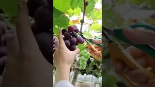 Harvesting the sweet fruits of nature a moment of picking fresh grapes from the vineyard